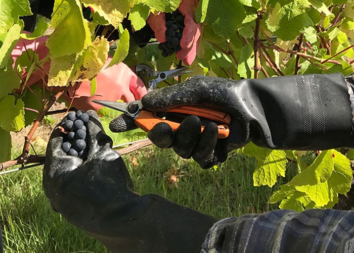 scorpo wines vineyard operation