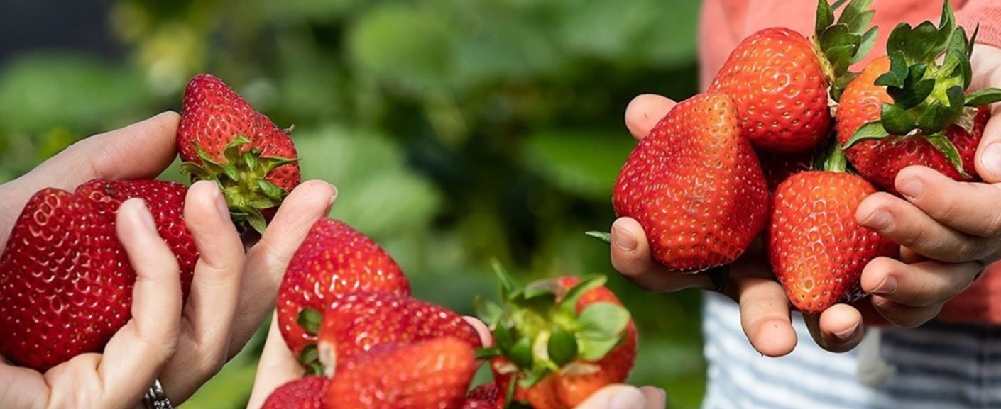 Sunny Ridge Strawberries in hands