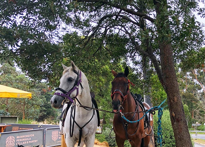 Horses outside The Deck